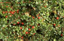 leaves and fruit