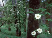 plant habit, flowering in woods