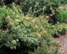 plant habit, summer