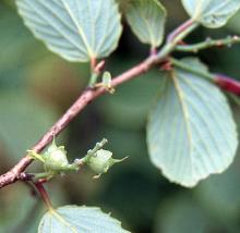 developing fruit