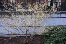 plant habit, flowering