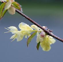 flowers and emerging leaf