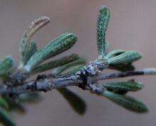 leaves