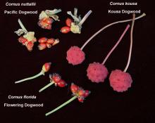 fruit, comparison fruit, comparison