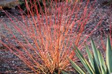 plant habit, winter