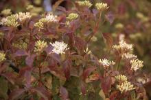 flower clusters and leaves, spring
