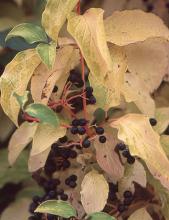 leaves and fruit, fall