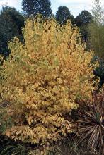 plant habit, fall