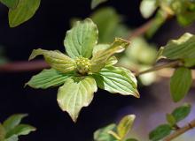 expanding leaves, young flower cluster