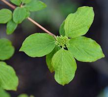 expanded leaves, developing flower cluster