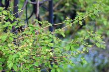 spring foliage