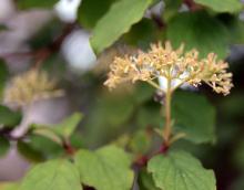 flower cluster