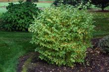 plant habit, late summer