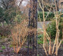 older plant, winter