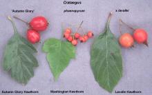 leaves and fruit, comparison