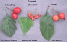 fruit and leaves, comparison