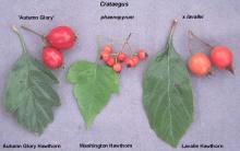 fruit and leaves, comparison