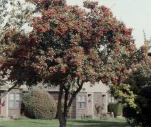 plant habit, fall fruiting