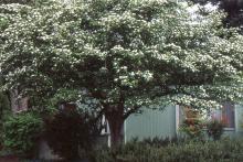 plant habit, flowering