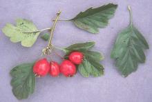 leave and fruit