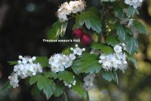 flowers and leaves