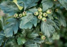 immature fruit and leaves
