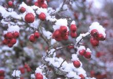 fruit, winter