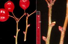 fruit and buds, winter