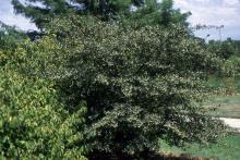 plant habit, fruiting shrub form