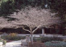 plant habit, winter
