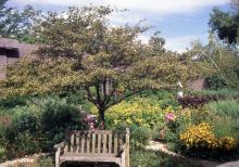 plant habit, summer fruiting 
