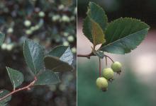 leaves and immature fruit