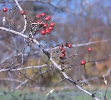 fruit, late fall