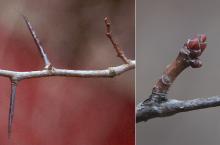 winter twig, thorns, bud