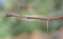 winter twig, buds and thorn