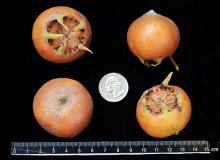 fruit