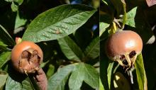 leaf and fruit
