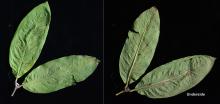 leaves