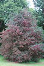 plant habit, summer flowering plant habit, summer flowering