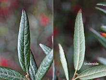 leaf leaf
