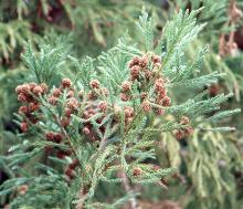 branchlets with mature cones   