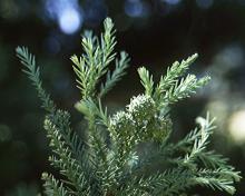 branchlets and immature cones
