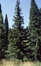 plant habit
