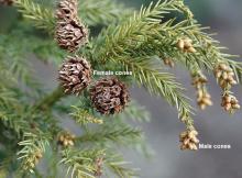 needles and cones   