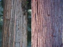 trunk, bark