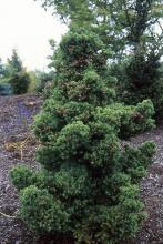 plant habit plant habit