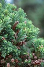branchlets and cones branchlets and cones