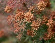 male cones, late winter