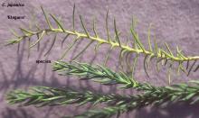 needles, comparison