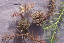 cones and needles